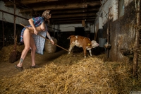 Csenge is a Farmer Grooming the Calves