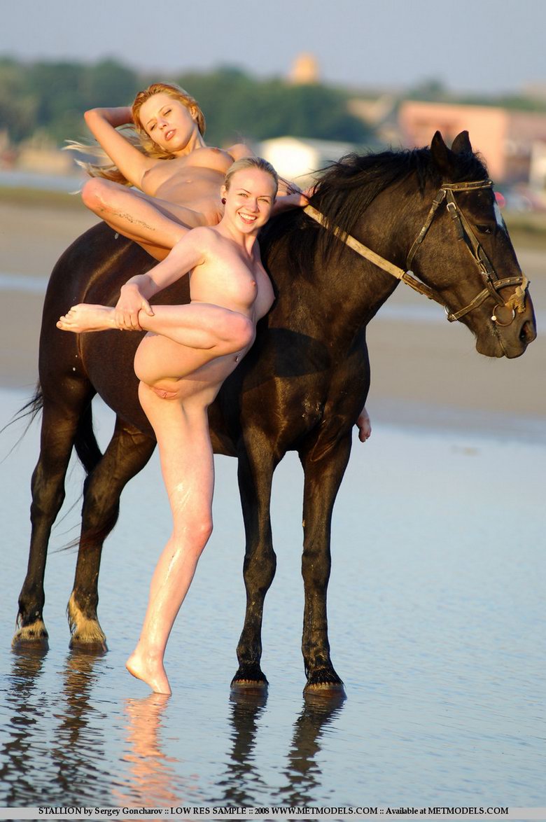 Stallion